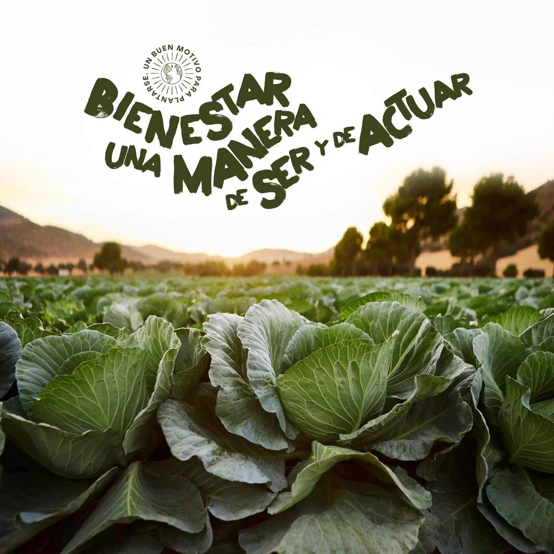 Campo de coles al atardecer con el lema «Bienestar, una manera de ser y de actuar»